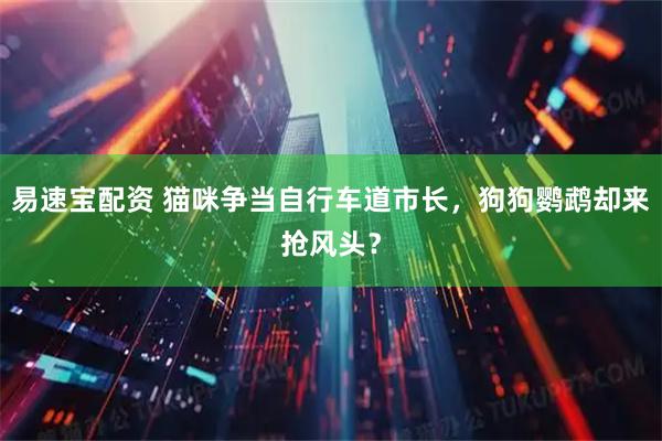 易速宝配资 猫咪争当自行车道市长，狗狗鹦鹉却来抢风头？